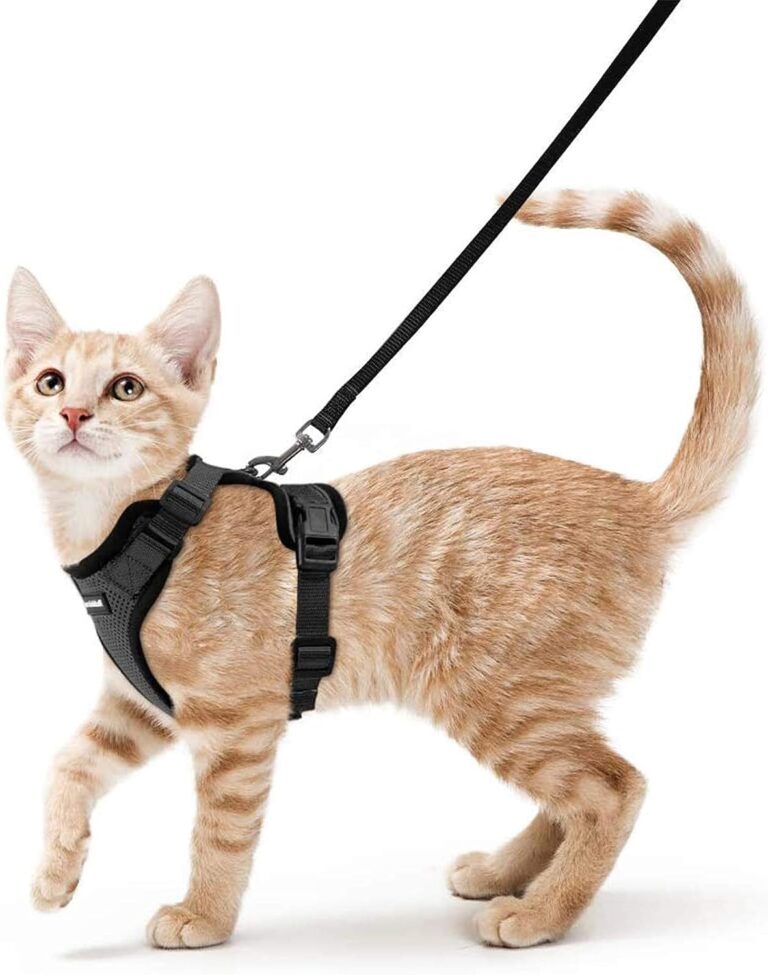 Harness and Leash Set